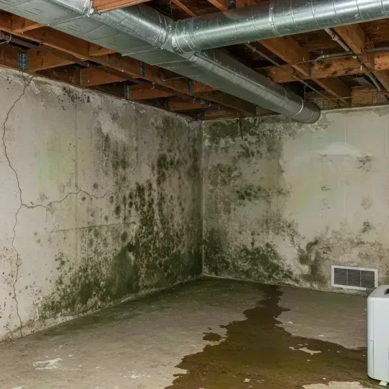 Professional Mold Removal in Collinsville, IL